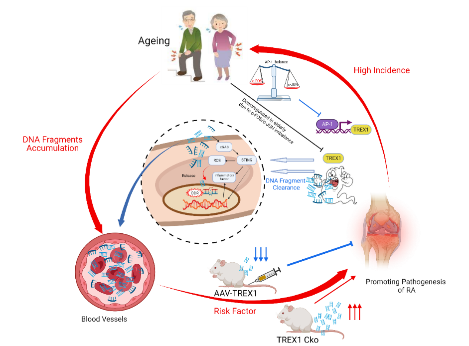 research team at state key laboratory of quality research in chinese medicine (m.u.s.t.) uncovers the etiology behind the elevated incidence of rheumatoid arthritis in middle-aged and elderly populations